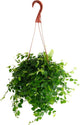 Shop Succulents Ficus Repens Creeping Fig, Live Indoor Plant, Low Maintenance Trailing Houseplant, Ideal for Home Decor, Office, and Room Enhancement, 6 Inch Nursery Pot