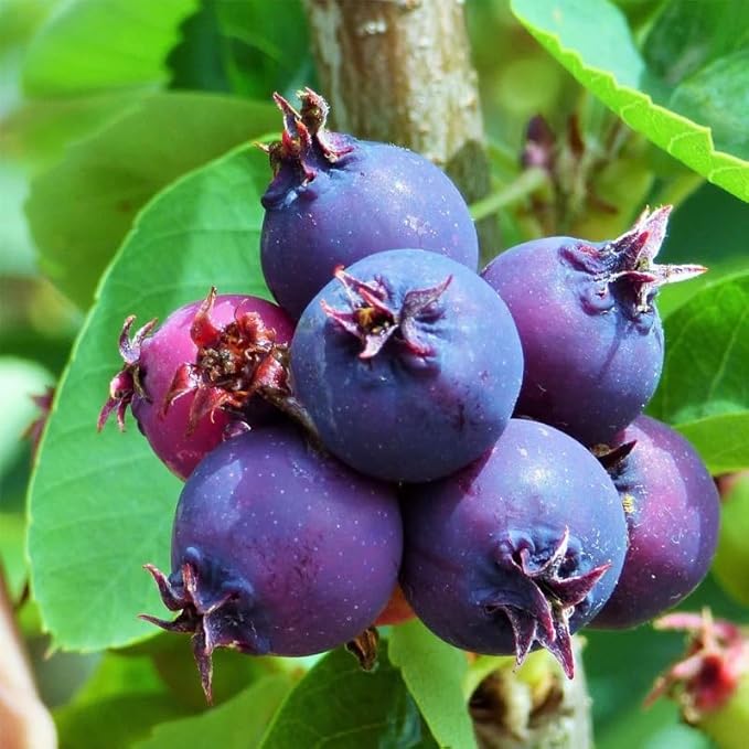 Amelanchier alnifolia c.s. (Saskatoon Serviceberry) Fruit Seeds, Purplish-Black Berries with Sweet Flavor, Seeds by MySeeds.Co, You Choose The Amount (Trial Packet Size)