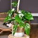 White Philodendron Plant in 4" Pot, Live Philodendron Plant Houseplant for Indoors Garden