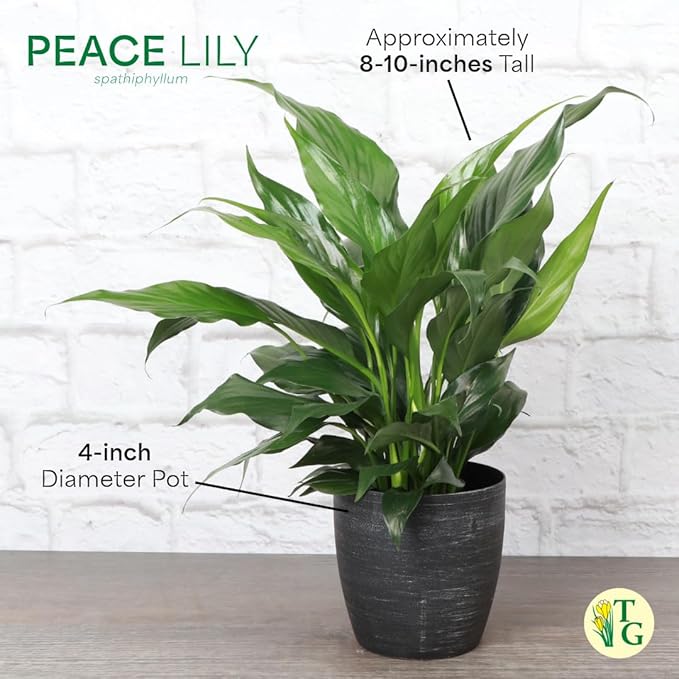 Thorsen's Greenhouse Live Peace Lily Plant, Spathyphylum, Low Light, Natural Air Purifier Live Indoor Plant, 4" Diameter Pot (Copper, 4-inch Pot)