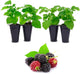 Berry Plant Boysenberry (4 Pack) | Grow Your own Food on Your Edible Organic Garden | Easy to Grow Plants | Edible Fruit Plant for Sustainable Living | Live for Planting |