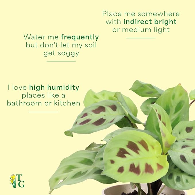 Thorsen's Greenhouse Green Prayer Plant, Live Indoor Plant, Pet Friendly, Uncommon Houseplant, Green Maranta, Easy to Grow, 4" Diameter Pot (Copper)