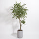 CG Hunter Faux Ficus Tree, Premium Artificial Indoor Plant Stands 6.5’ Tall, Lifelike-Leaves and Hand Painted Trunk Create Realistic Faux-Ficus Tree Appearance, Taupe Planter Pot Included