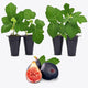 Fig Tree Black Mission Live for Sale (4 Pack) | Easy to Grow Plants | Edible Fruit Plant for Sustainable Living | Grow Your own Food on Your Edible Organic Garden| Live for Planting| 2 inch Pot