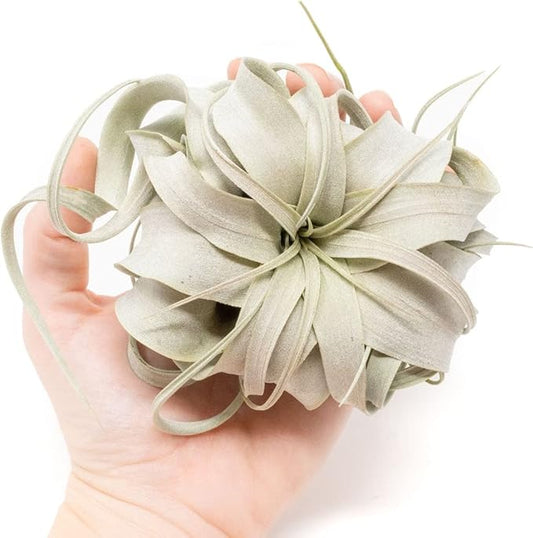 Seedling Xerographica Air Plants 2 to 4 Inch Wide - Tillandsia Succulent House Plants - Available in Wholesale and Bulk - Home and Garden Decor Holders - Easy Care Indoor and Outdoor Plants (1 PC)