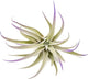 Purple Colorful Tillandsia Air Plants - Long Lasting Color Enhanced Live Tillandsia Succulent House Plants - Home and Garden Decor - Easy Care Indoor and Outdoor (Harrisii, Single)