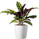 American Plant Exchange Calathea Rattlesnake – 6-Inch with Pot Cover – Live Pet-Friendly Indoor Houseplant with Wavy Green Leaves for Low-Light Homes, Offices, Bedrooms & Shelf Décor