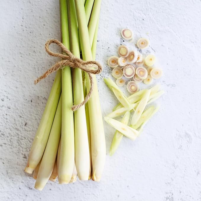 Lemongrass - Cymbopogon citratus. Live Plant. Fragrant, Fresh, Edible. Easy Grow. Indoor/Outdoor. (4 Lemongrass in Cup)