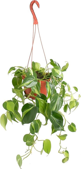 Shop Succulents Heartleaf Philodenron Brasil Hanging Plant, Live Indoor Plant, Easy Care Hanging Ivy Houseplant in Nursery Pot, Air Purifying Plant in Soil, Housewarming, Home Décor, Trails 2-4 Feet