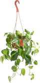 Shop Succulents Heartleaf Philodenron Brasil Hanging Plant, Live Indoor Plant, Easy Care Hanging Ivy Houseplant in Nursery Pot, Air Purifying Plant in Soil, Housewarming, Home Décor, Trails 2-4 Feet