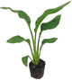 Live Orange Birds of Paradise Plant - ‘Orange Birds of Paradise’ Strelitzia Reginae - ragnaroc Tropical Plant 6-10” Tall - 2ct - Live Arrival Guaranteed - House Plants for Home Decor & Gift