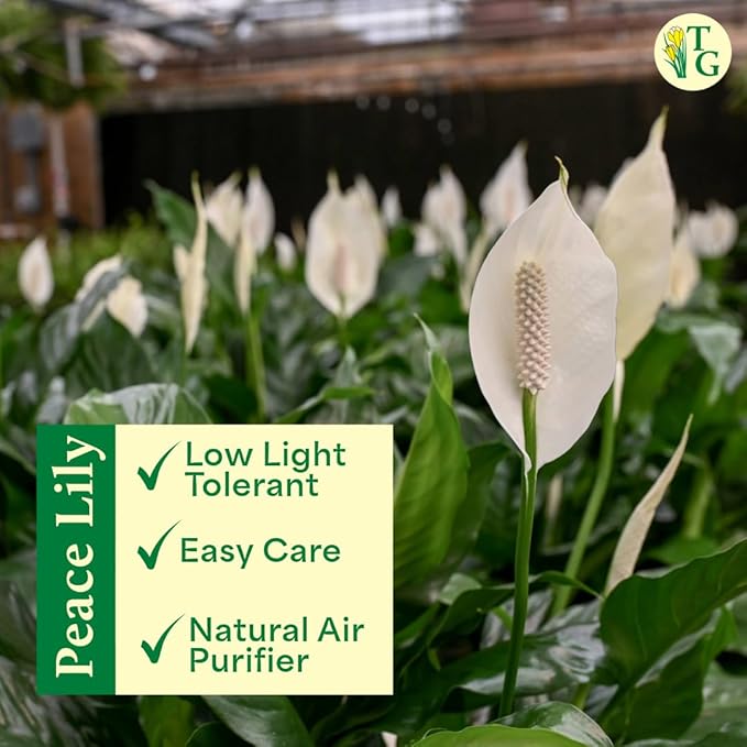 Thorsen's Greenhouse Live Peace Lily Plant, Spathyphylum, Low Light, Easy to Grow, Natural Air Purifier Live Indoor Plant, 4-6" Diameter Pot (Chocolate, 6-inch Pot)