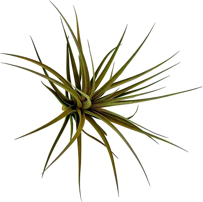 Air Plants - Flowering Tillandsia Stricta Large 5" - 5ct - Live Arrival Guaranteed - House Plants for Home Decor & Gift