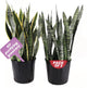 American Plant Exchange Snake Plant Bundle – Large 10-Inch Pots Sansevieria Laurentii & Zeylanica, 2-3ft Tall, Low-Maintenance, Air-Purifying Live Houseplants for Home, Office, or Outdoor Patio Décor