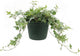 American Plant Exchange Variegated English Ivy – 6-Inch Pot – Live Easy Care Trailing Houseplant with Green & White Leaves for Hanging Baskets, Indoor Planters, Home & Office Décor