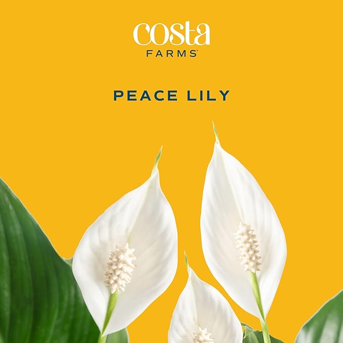 Costa Farms Peace Lily Live Plant in Decorative Pot, Air Purifying Flowering Large Indoor Houseplant, Perfect for Home, Room, or Office Decor, Great House Warming or Birthday Gift, 2-3 Feet Tall