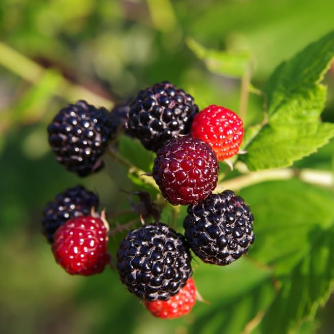 'Tahi' Black Raspberry Plant - Thornless Black Raspberry Plants - Live Plants (10)