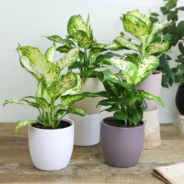 Gardenera Premium Dumb Cane Potting Soil Mix - Ideal Blend for Growing Robust and Healthy Dumb Cane Plants - 10 Quart