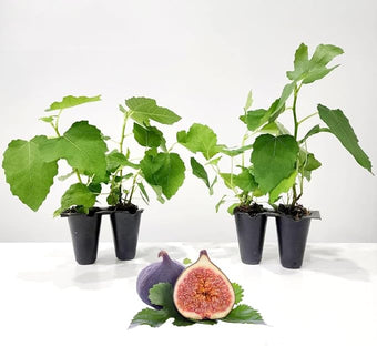 Fig Tree Brown Turkey Live for Sale (4 Pack) | Easy to Grow Plants | Edible Fruit Plant for Sustainable Living | Grow Your own Food on Your Edible Organic Garden| Live for Planting| No Seeds