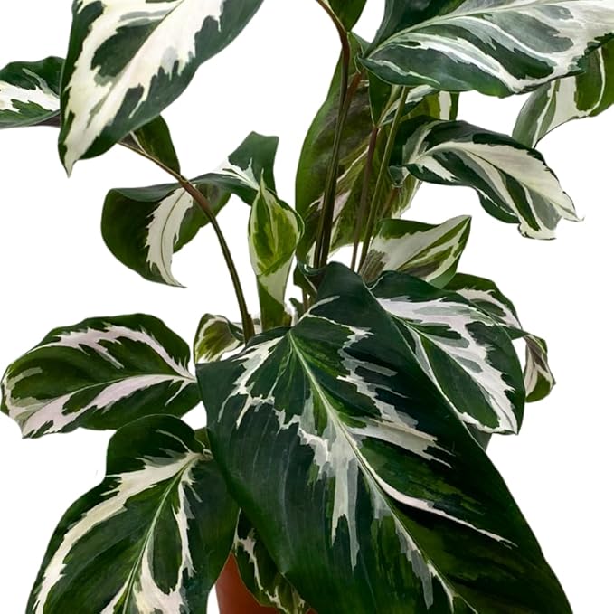 BubbleBlooms Calathea Stella in a 4 inch Pot Rare Variegated Prayer Plant, Cathedral Plant, Green and White