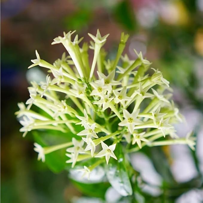 Night Blooming Jasmine Live Plant - Cestrum Nocturnum. Fragrant Flowering Shrub for Garden, Patio or Window (4 ngt.jas Cups)