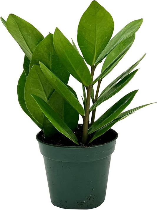 Live ZZ Plant - Zamioculcas zamiifolia - ragnaroc Tropical Plant 6-12” Tall - 1ct - Live Arrival Guaranteed - House Plants for Home Decor & Gift