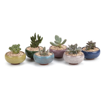 T4U Mini Succulent Pots, Small Shallow Ceramic Pots, Retro Gift Set of 6
