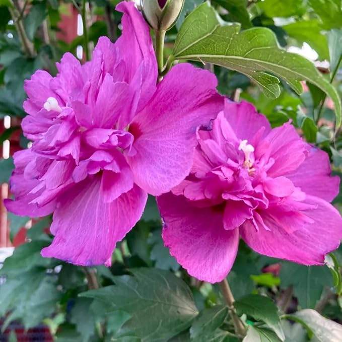 2 Pink Althea Rose of Sharon Plants Live Trees Seedlings, 1 Year Old Bareroots 1-2 Feet Tall, Winter Hardy, Flowering Shrubs for Outdoor Planting, Multicolor on One Plant