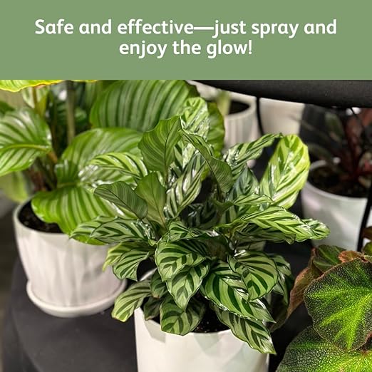 Chrysal LeafShine Spray for Indoor Plants (25oz 12 Pack)