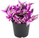 Pink Wandering Jew Live Plant in 2'' Pot, Tradescantia Nanouk Pink Wandering Jew Plants, Jew Plant Live, Live House Plants Indoor Plants, Succulent Plant, Vibrant Variegated Houseplant