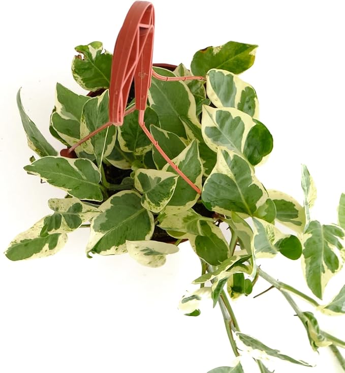 Shop Succulents Pothos Pearls & Jade, Live Indoor Plant, Low Maintenance Houseplant with Elegant Green and White Variegated Leaves, Home Decor, Office, and Room Enhancement, 6 Inch Nursery Pot