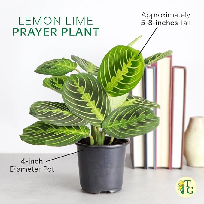 Thorsen's Greenhouse Lemon Lime Prayer Plant, Live Indoor Plant, Pet Friendly, Attractive Houseplant, Lemon Maranta, Natural Air Purifier, Easy to Grow, 4" Diameter Pot (Coffee)