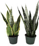 American Plant Exchange Snake Plant Bundle – Medium 6-Inch Pot Sansevieria Laurentii & Zeylanica, Low-Maintenance, Air-Purifying Live Houseplants for Home, Office, or Outdoor Garden Décor
