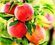 100 pcs Apple Tree Seeds Honey Crisp Honey Crunch Pomme Pommier Fruit Plant Bonsai Malus Seeds