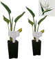 Bird of Paradise - White - Strelitzia Nicholai. (2 White BoP in Cup)