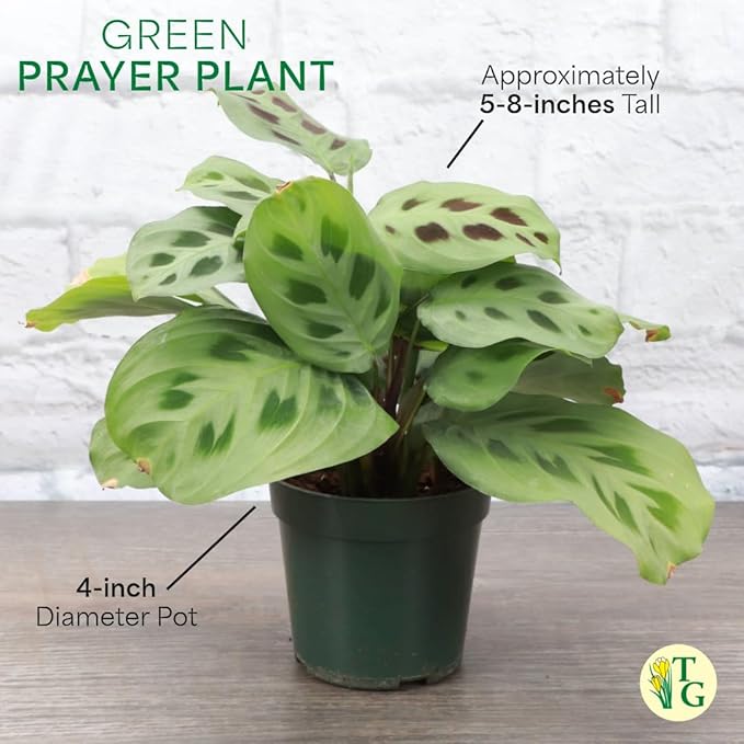 Thorsen's Greenhouse Green Prayer Plant, Live Indoor Plant, Pet Friendly, Uncommon Houseplant, Green Maranta, Easy to Grow, 4" Diameter Pot (Sage)
