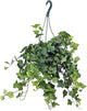 American Plant Exchange English Ivy – 8-Inch Hanging Basket – Live Easy Care Vining Houseplant, Elegant Trailing Foliage for Home, Office, or Patio Decor