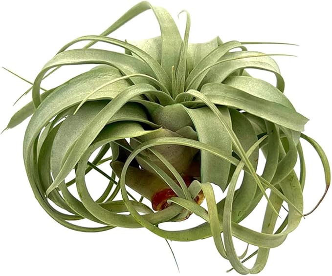 ragnaroc Air Plants - Tillandsia Xerographica, Large 5-7” - 3ct - Live Arrival Gauranteed - House Plants for Home Decor & Gift