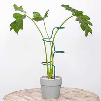 Set of 3 Sturdy Metal Plant Support Stakes for Indoor & Outdoor Use - Garden Trellis for Hydrangeas, Monstera, Flowers, Herbs, and Seedlings - Ideal for Small to Medium Plants