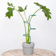 Set of 3 Sturdy Metal Plant Support Stakes for Indoor & Outdoor Use - Garden Trellis for Hydrangeas, Monstera, Flowers, Herbs, and Seedlings - Ideal for Small to Medium Plants