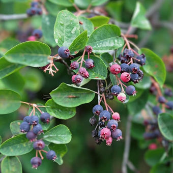Serviceberry Trees Live Plants, Edible Blueberry Fruits, Service Berry Bush, 12"-18