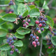 Serviceberry Trees Live Plants, Edible Blueberry Fruits, Service Berry Bush, 12"-18