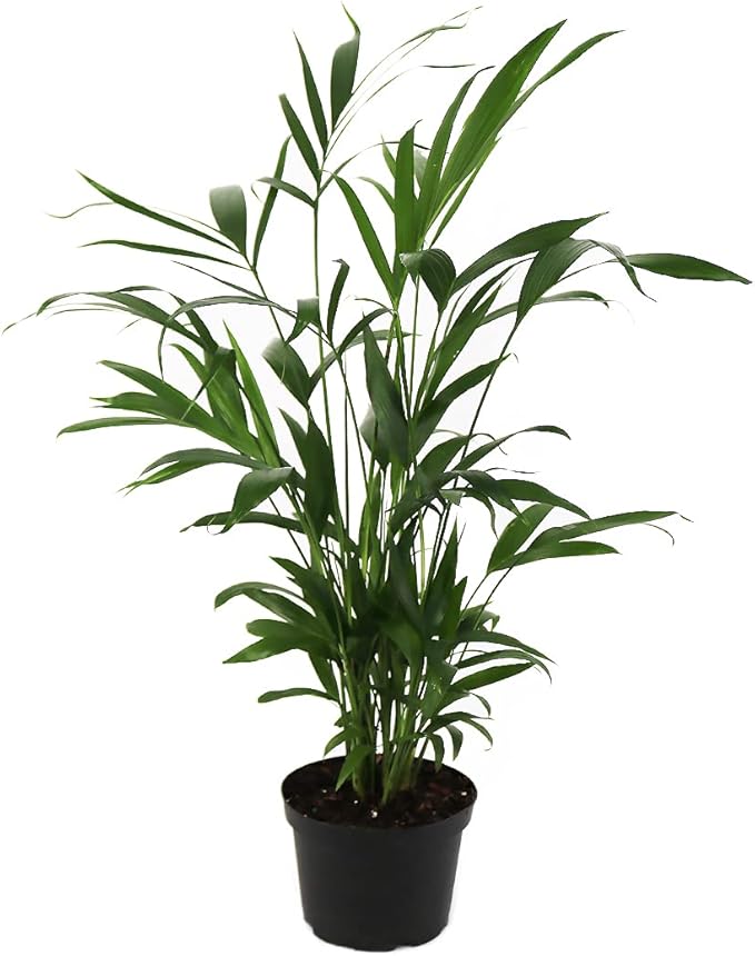 American Plant Exchange Live Cat Palm – 6-Inch Pot – Tropical Houseplant with Soft Arching Green Fronds, Pet-Friendly Easy Care Indoor Plant for Homes, Apartments, Offices & Indoor Jungle Décor