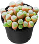 Sprout N Green Baby Toes, Live Fenestraria rhopalophylla Succulent Fully Rooted in 2 inch Nursery Pot, House Plant Home Office Wedding Decoration DIY Projects Party Favor Baby Shower