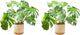 Costa Farms Monstera, Swiss Cheese Plant Live Plants in Decorative Pot,Large Indoor Houseplant, Perfect for Home, Room, or Office Decor, Great House Warming or Birthday Gift, 2-3 Feet Tall, Pack of 2