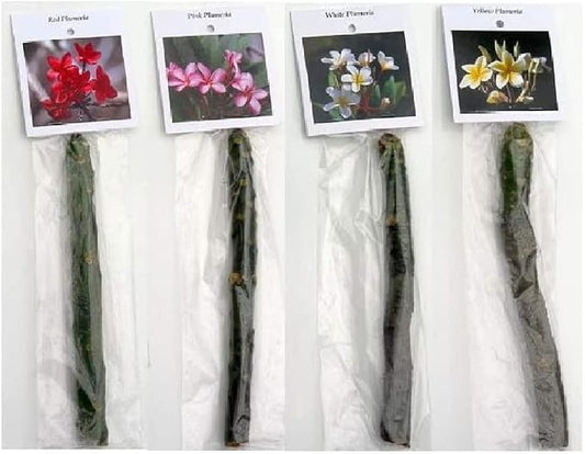 Set of 4 100% Hawaiian Plumeria (Frangipani) Plant Cuttings....From a PEST-FREE certified Hawaiian nursery with the proper U.S. Department of Agriculture stamp.