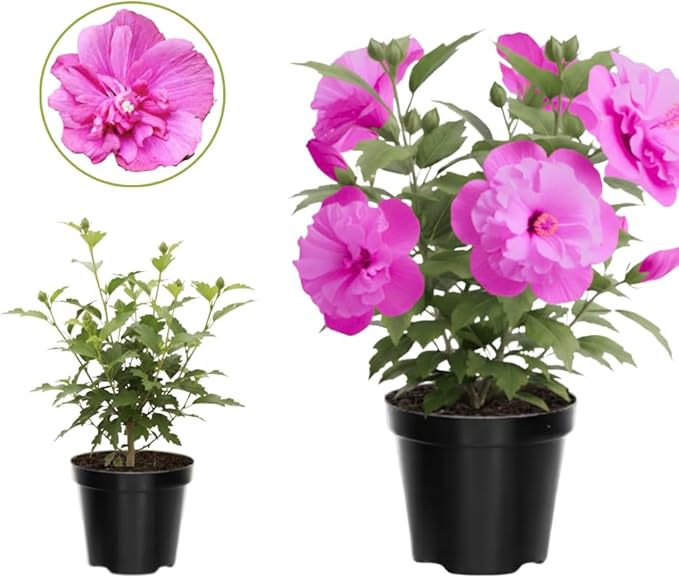 2 Pink Althea Rose of Sharon Plants Live Trees Seedlings, 1 Year Old Bareroots 1-2 Feet Tall, Winter Hardy, Flowering Shrubs for Outdoor Planting, Multicolor on One Plant