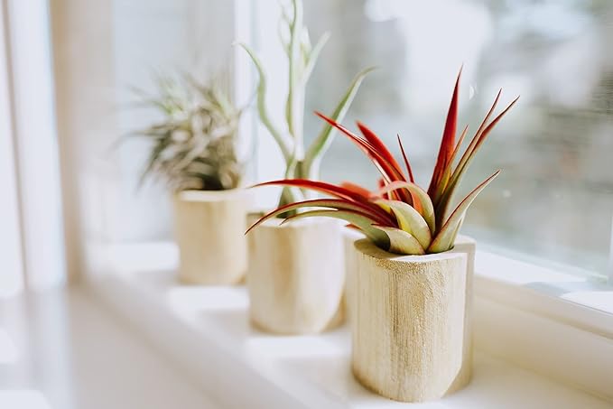 Medium Natural Cork Bark DIY Kit with Mini Xerographica Air Plants, Glue and Hook - Live Tillandsia Succulent House Plant - Wholesale and Bulk - Home and Garden Decor - Easy Care Indoor Outdoor Plants