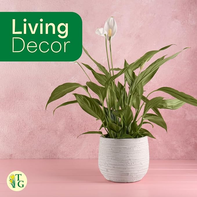 Thorsen's Greenhouse Live Peace Lily Plant, Spathyphylum, Low Light, Easy to Grow, Natural Air Purifier Live Indoor Plant, 4-6" Diameter Pot (Navy, 6-inch Pot)