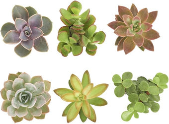 Shop Succulents Assorted Succulent Plant Pack Collection - Live Mini Succulent Plants, Low Maintenance, Mixture of Colors & Textures - Wedding and Party Favors, Gift & Garden, Pack of 6